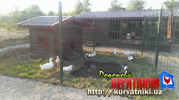 kuryatnik_v_tashkente