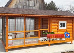 kuryatnik_v_tashkente